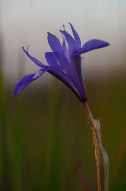 Sersemletici bir mor kır çiçeği, akşam boyunca sakin bir çayırda dimdik durur. Güneş batarken yaprakları nazikçe açılır ve doğanın güzelliğini gözler önüne serer..