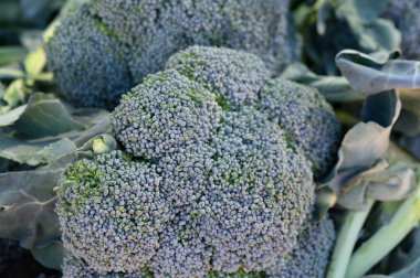 Bereketli brokoli kafalar güneş ışığı altında parlayarak hasat mevsiminde kırsal bir çiftlikte tazeliklerini ön plana çıkarırlar..