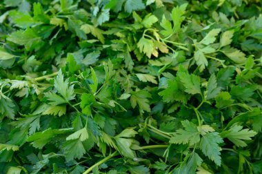 Yemyeşil kişniş marketi dolduruyor. Müşterileri taze kokusuyla davet ediyor. Bitki özenle dizilmiş. Altın güneş altındaki yerel ürünlerin canlılığını yansıtıyor..