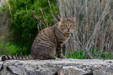 Kahverengi çizgili kedi kayalık bir yüzey üzerinde oturur, çevresini canlı yeşil bir ortamda gözlemler..