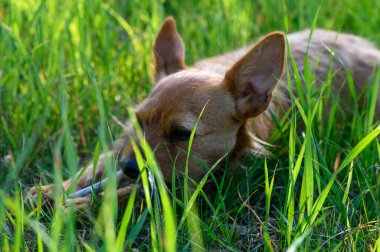Oyuncu bir köpek uzun otların arasında dinleniyor, güneşin sıcaklığının ve doğanın kokusunun tadını çıkarıyor..