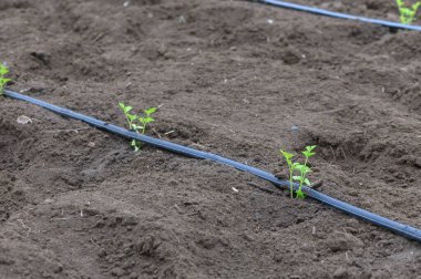 Taze yeşil fideler, bahar zamanı sakin bir bahçede sulama hatlarıyla beslenen koyu toprağı delip geçer..