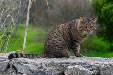 Çizgili bir tekir kedi, sakin bir günde canlı yeşil yapraklarla çevrili taş bir duvarda zarifçe oturur..