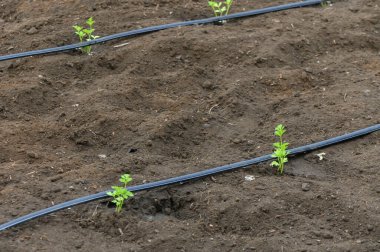 Güneşli bir günde stratejik sulama sistemi tarafından beslenen zengin topraktan narin havuç filizleri çıkar..