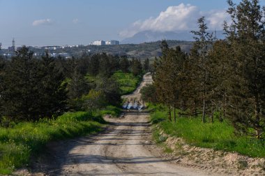Huzurlu bir toprak yol, güneşli bir günde doğayı uzak bir şehir siluetine bağlayan canlı yeşillikler arasında gidip gelir..