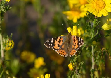 Karmaşık desenleri olan narin bir kelebek canlı bir bahar çayırında, parlak sarı çiçekler arasında çırpınır..