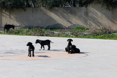 Siyah köpek yavruları geniş bir alanda özgürce dolaşır, ilginç bir şekilde çevreleriyle ve birbirleriyle meşgul olurlar..