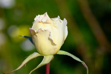 Taze, beyaz bir gül tomurcuğu yemyeşil bir zemin üzerinde belirir, güneşli bir günün ışığını yakalar..