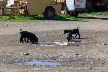 Dört enerjik siyah köpek yavrusu, açık mavi gökyüzünün altındaki çamurlu su birikintilerini araştırıyor..