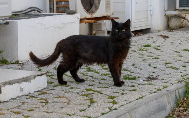 Meraklı bir siyah kedi şehir ortamında taştan bir patika boyunca dolaşır, güneşin altında güneşlenir..