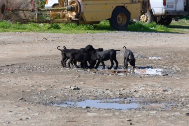 Altı enerjik siyah köpek yavrusu tozlu bir tarlada su birikintisini keşfediyor. Güneşin altında neşeli doğalarını sergiliyorlar..