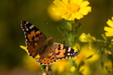 Canlı bir kelebek, ılık güneş ışığı altında huzurlu bir bahçede açan sarı çiçekler arasında dans eder..