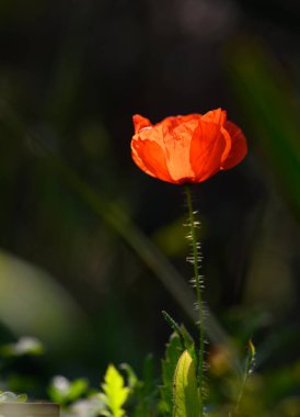 Çarpıcı kırmızı bir gelincik güneş ışınları altında çiçek açar. Resimli bir çayırın sükunetini arttırır..