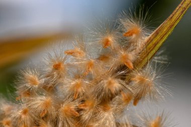 Yumuşak bitki yapıları, güneş ışığının filtrelediği ve doğanın karmaşık güzelliğini gösteren ılık bir parıltı yayar..