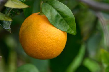 Parlak turuncu meyve, yeşil yaprakların arasında sallanıyor. Huzurlu bir meyve bahçesinde. Hasat mevsiminin güzelliğini gösteriyor..