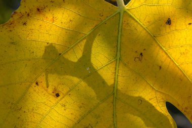 Sarı yapraklar karmaşık gölgeler bırakır, güneş ışığını yakalar ve doğanın sessiz sanatını sergiler..