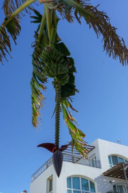 Olgun demetleri olan bir muz bitkisi aşağıya doğru uzanır, kıyı kıyısındaki canlı mavi gökyüzüne karşı siluetlenir..