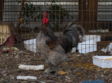 Gururlu bir horoz, dağınık enkazın arasında duruyor ve sıcak güneşin altında canlı tüylerini gösteriyor..