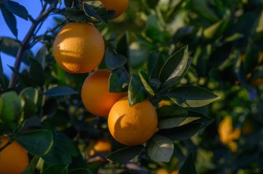 Olgun portakallar yeşil yapraklardan sarkır, güneşlenirler, dingin bir korulukta lezzetli bir hasat vaat ederler..