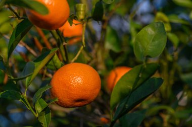 Olgunlaşmış portakallar yemyeşil yapraklardan sarkır, güneşi emer ve canlı renkler sergiler..