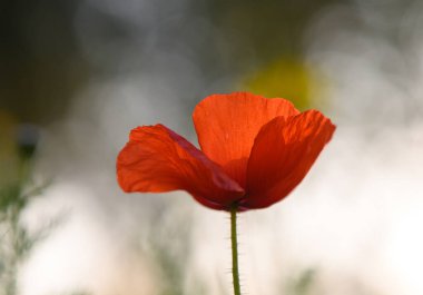 Sıcak bir bahar akşamında kırmızı bir gelincik zarif bir şekilde açar..