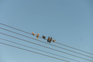 Gündüzün geceye dönüşmesi gibi berrak bir gökyüzüne karşı siluet oluşturan çeşitli kuşlardan oluşan bir grup elektrik hatlarına bağlı..