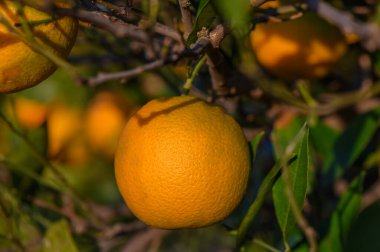 Bereketli portakal ağacı olgunlaşmış meyvelerle dolu. Sıcak güneş ışığı altında, hasat sırasında sakin bir meyve bahçesinde parlıyordu..