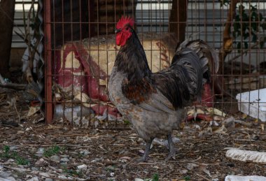 Gururlu bir tavuk sakin bir arka bahçede geziniyor, sıcak bir öğleden sonra ışığında güneşleniyor..