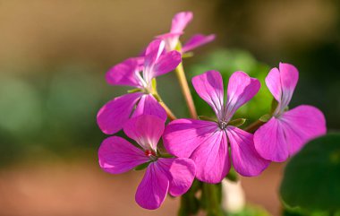 Canlı pembe çiçekler zarif bir şekilde açılır, güneş ışığını yakalar ve baharın başlarında huzurlu bir bahçeye neşe getirir..