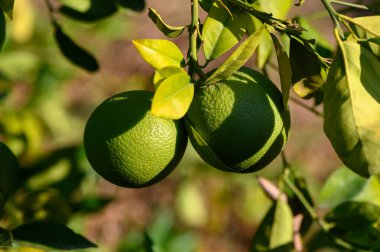 Olgun yeşil limonlar canlı yapraklardan sarkan, gelişmekte olan bir bahçede altın güneş ışığıyla ıslanan.