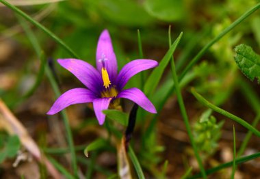 Göz alıcı bir mor çiçek yeşil çimenlerin arasından yükselir, narin taç yapraklarını ve parlak sarı merkezini gün ışığında sergiler..