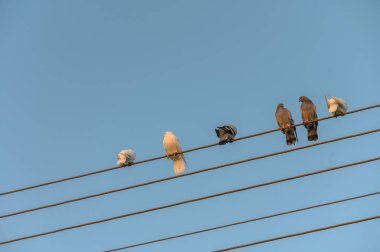 Bir çok kuş elektrik hatlarında güneşin sıcaklığından zevk alır, parlak mavi gökyüzüne karşı renklerini sergilerler.