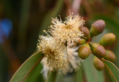 Hassas okaliptüs çiçekleri sıcak bir güneşin altında canlı yapraklar arasında ortaya çıkar, doğanın güzelliğini ve büyümesini gösterir..