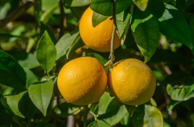 Dallardan sarkan altın portakallar, güneş ışığında canlı ve sağlıklı yaprakların arasında güneşlenirler..
