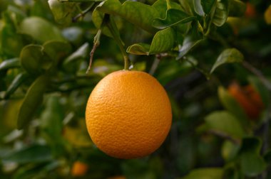 Yapraklı dallardan sarkan parlak turuncu turunçgil meyveleri, sakin bir bahçe ortamında doğanın cömertliğini somutlaştırıyor..