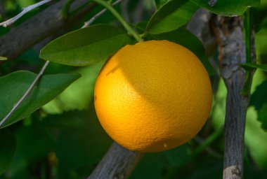 Canlı bir portakal meyvesi güneş ışığı altında parlar. Büyüyen bir meyve bahçesinde yeşil yapraklarla çevrili..