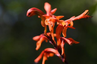 Bir kır çiçeğinin canlı portakal yaprakları güneş ışığını yakalıyor ve yeşil bahçe arka planına çarpıcı bir dokunuş ekliyor..