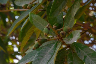 Genç meyveler, sakin bir öğleden sonra bahçesinde güneşin altında güneşlenerek canlı yapraklardan yavaşça ortaya çıkar..