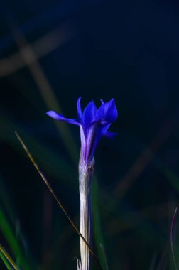 Sersemletici bir mor çiçek ışığa uzanır, yumuşak otların arasında, sakin bir akşam atmosferinde dimdik durur..