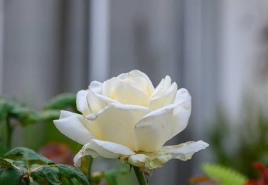 Huzurlu bir bahçede, güzel beyaz bir gül çiçek açar, narin bir arka plana karşı zarafeti ortaya çıkarır..
