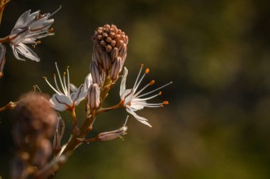 Yumuşak yeşilliklerle çevrili, canlı erkeksi çiçekleri olan narin beyaz çiçekler huzurlu bir ortamda ışığı yakalar..