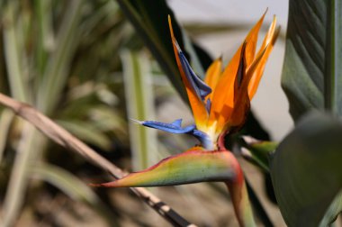 Göz alıcı bir çiçek, parlak gün ışığında verimli bir tropikal ortamda yuva yapmış canlı turuncu ve mavi renkler sergiler..