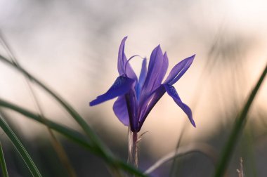 Canlı bir mor çiçek dimdik ayakta duruyor, alacakaranlıkta yemyeşil yapraklarla çevrili iken solan güneş ışığını yakalıyor..