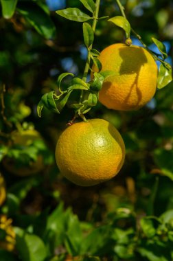 Canlı portakal meyveleri yeşil bir ağaçtan sarkan, sakin bir sonbahar öğleden sonrası güneşinin altında güneşlenen.