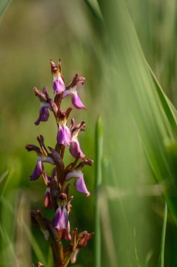 Yaban çiçeğinin narin mor yaprakları yemyeşil çimen yapraklarıyla çevrili güneş ışığına doğru uzanır..