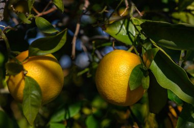 Parlak renkli portakallar dallardan sarkan açık mavi gökyüzünün altında yeşil yapraklarla çevrili..