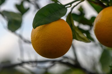 Parlak portakallar canlı yapraklardan sarkır, güneş ışığının tadını çıkarır, bolluğu ve hasat mevsimini simgeler..