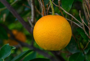 Olgun bir portakal ağaçtan sarkır, ılık güneşin altında dingin bir meyve bahçesinde canlı yapraklarla çevrili..