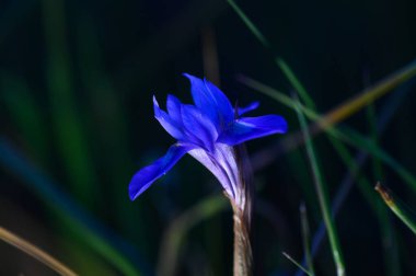 Canlı mor yapraklar ince bir gövdeden çıkar, alacakaranlıkta yeşil çimenlerin arasında hafifçe aydınlatılır..