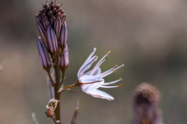 Kırılgan beyaz bir çiçek yapraklarını açar. Gün ortasında sakin bir çöl zeminine karşı güzelliğini sergiler..